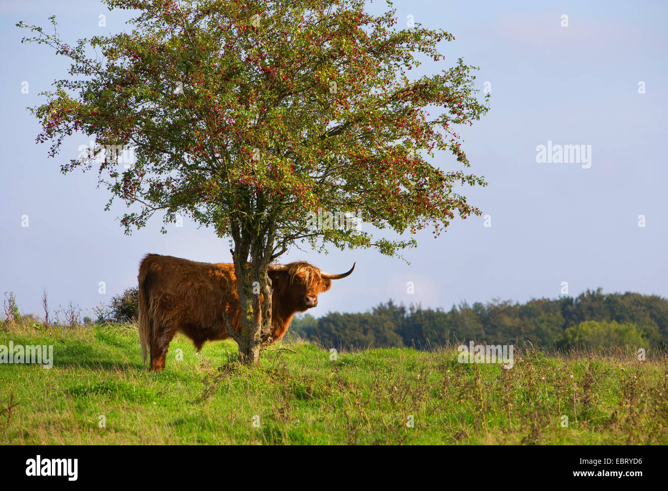 Schottische Hochlandrinder (Bos Primigenius F. Taurus), auf einer Weide, Deutschland, Schleswig-Holstein Stockfoto