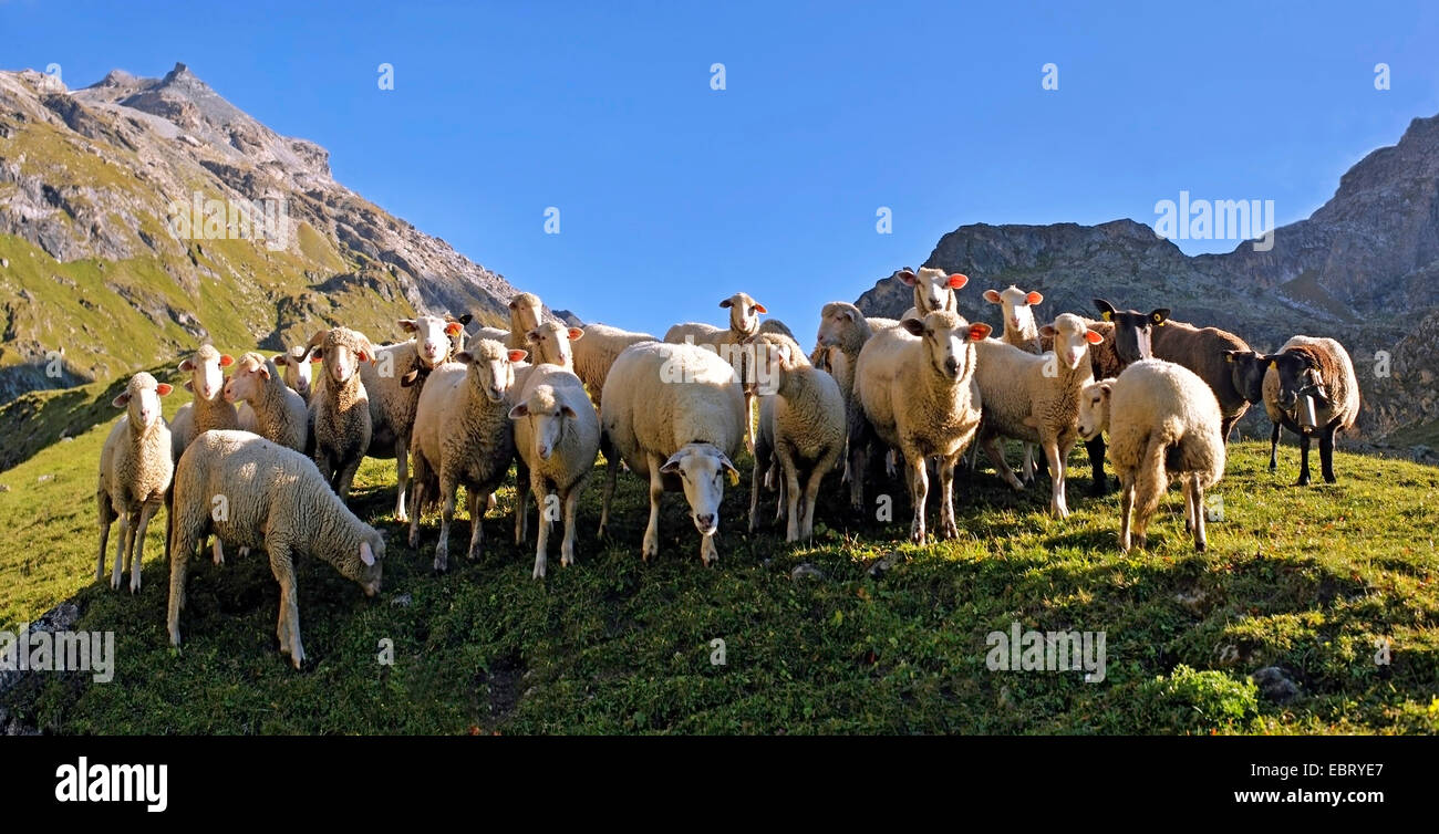 Hausschaf (Ovis Ammon F. Aries), Schafherde in den französischen Alpen, Frankreich, Savoie, Nationalpark Vanoise Stockfoto