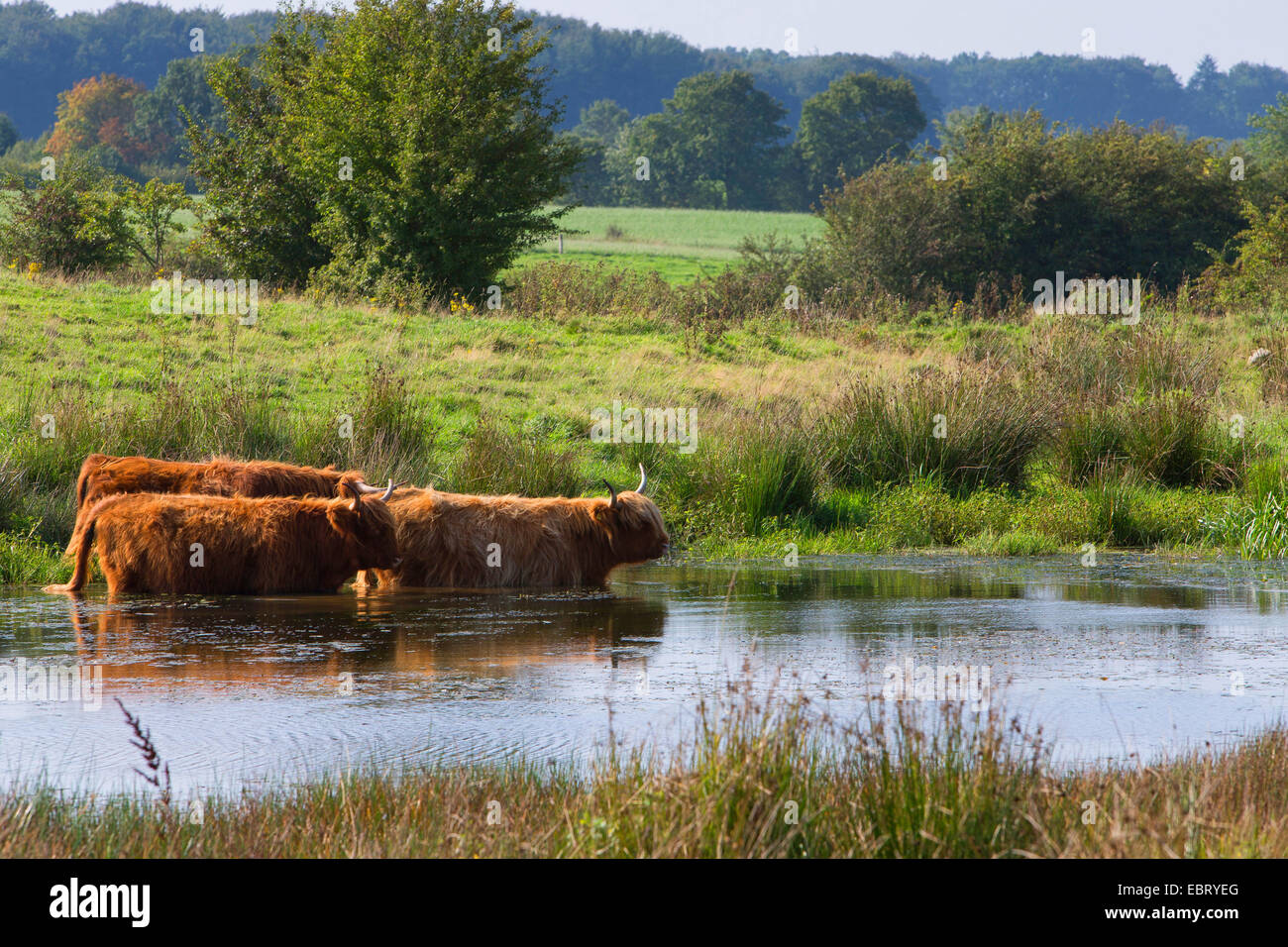 Schottische Hochlandrinder (Bos Primigenius F. Taurus), Herde stehen in einem Teich, Deutschland, Schleswig-Holstein Stockfoto