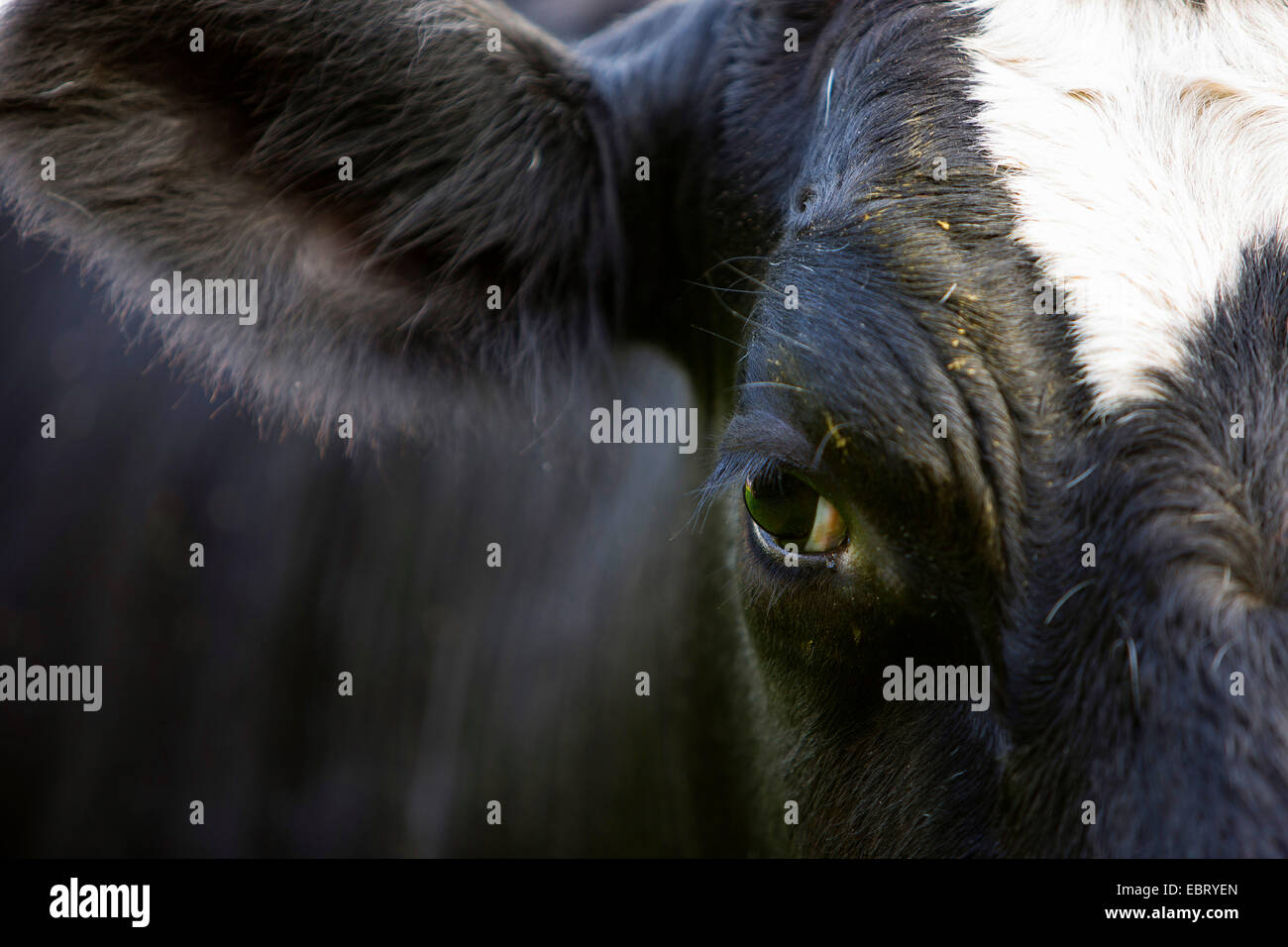 Hausrind (Bos Primigenius F. Taurus), Kopf und Augen, Abschnitt, Deutschland, Schleswig-Holstein Stockfoto