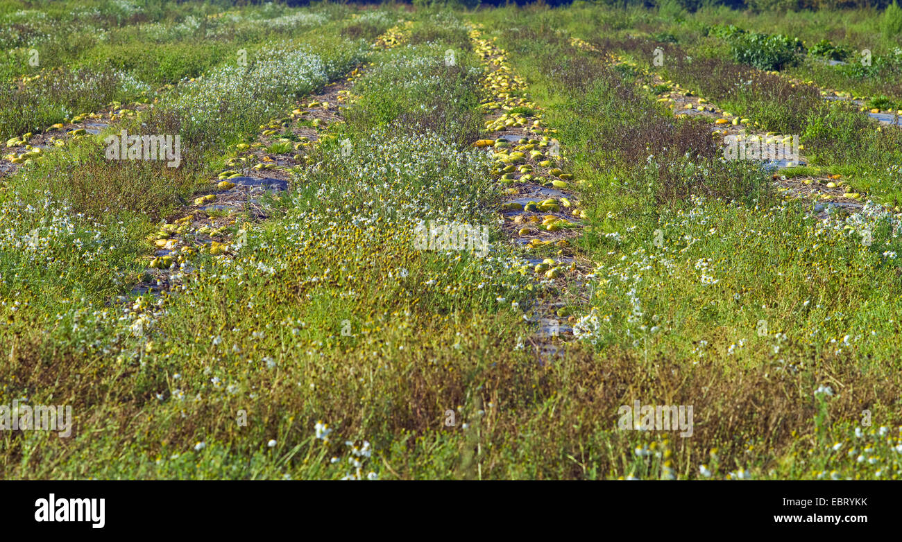 Gurke (Cucumis Sativus), Gurke Feld mit reifen Früchten, Deutschland, Niedersachsen Stockfoto