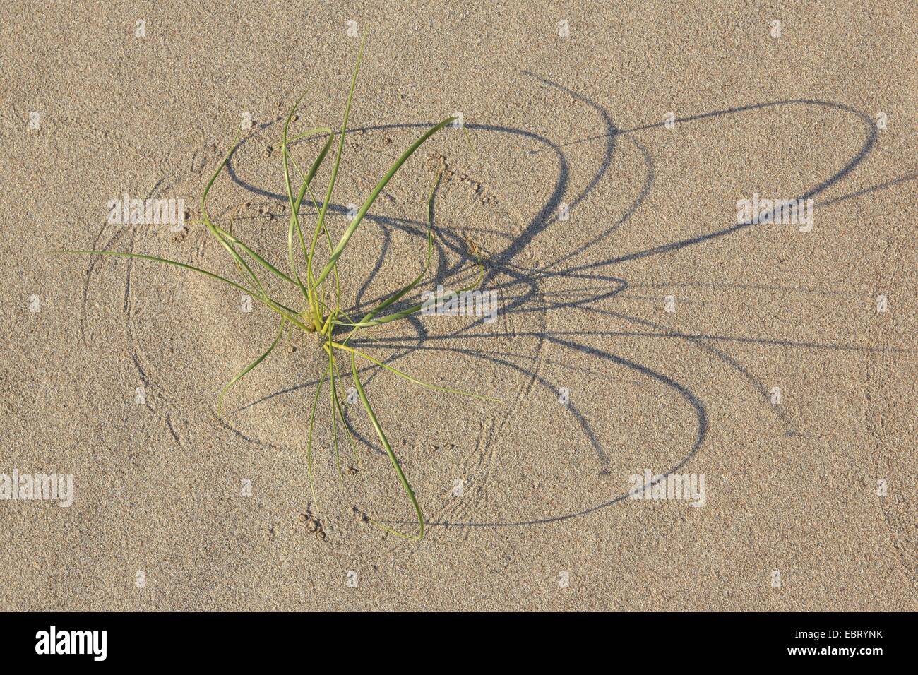 Schatten von Dünengras im Sand, Großbritannien, Schottland, Sutherland Stockfoto