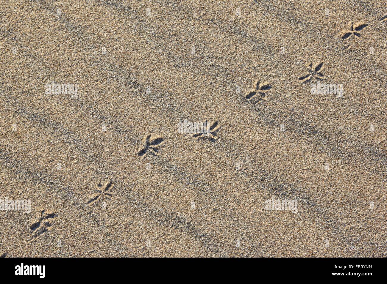 Vogel-Spuren im Sand, Großbritannien, Schottland Stockfoto