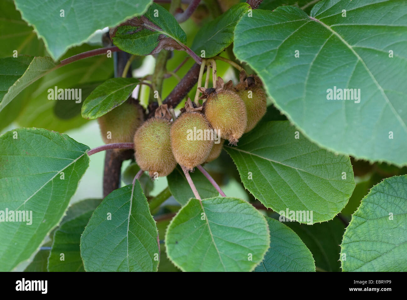 Kiwifrucht, Chinesische Stachelbeere (Schnitt Deliciosa 'Jenny', Schnitt Deliciosa Jenny), Obst auf einem Ast Stockfoto