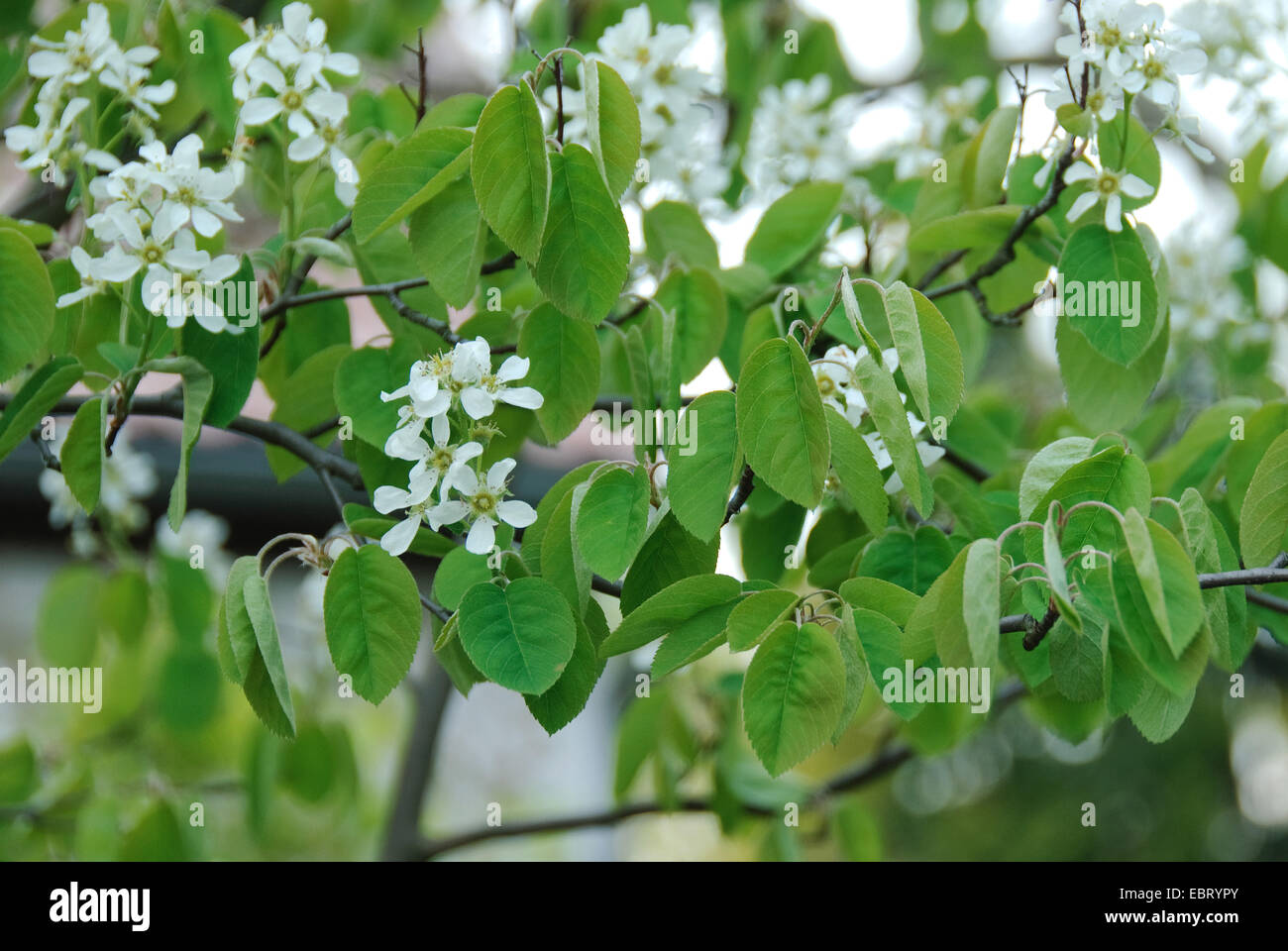 Amelanchier Laevis (Amelanchier Laevis "Ballerina", Amelanchier Laevis Ballerina), Sorte Ballerina Stockfoto