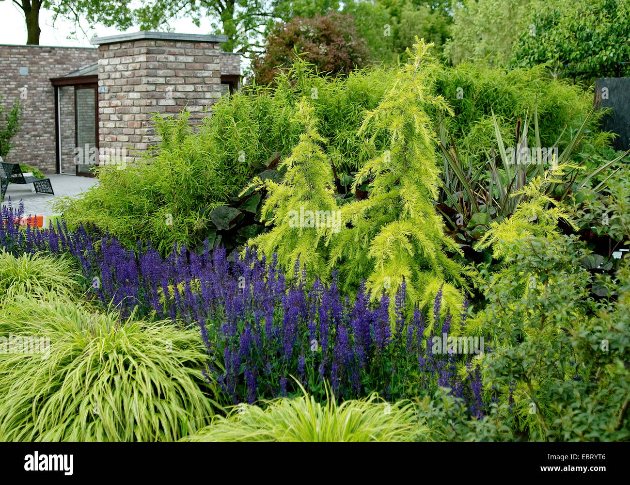 Gelbe Deodar Zeder, gelbe indische Zeder (Cedrus Deodara 'Golden Horizon', Cedrus Deodara Golden Horizon), Sorte Golden Horizon in eine frontgarden Stockfoto