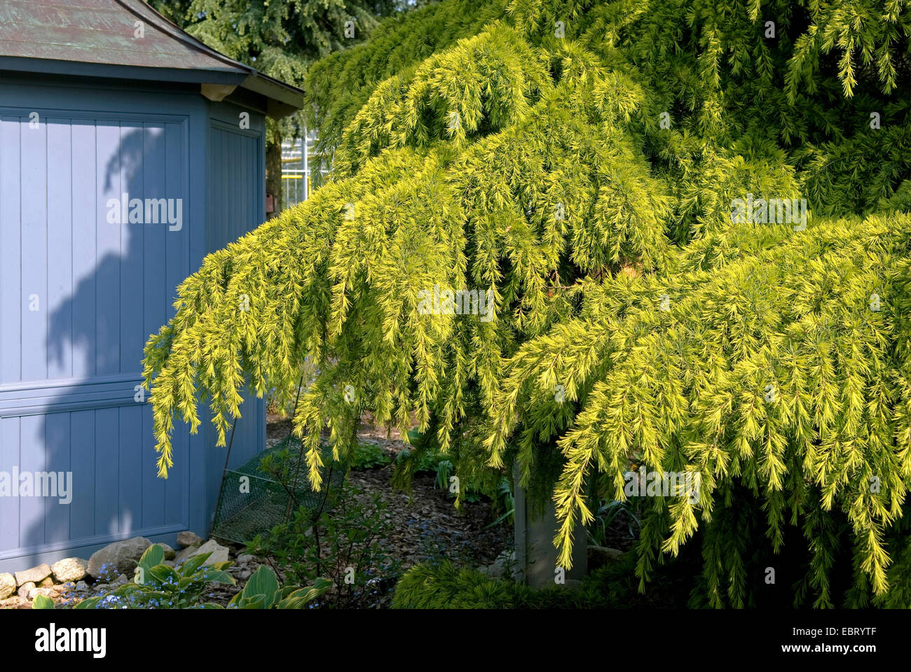 Gelbe Deodar Zeder, gelbe indische Zeder (Cedrus Deodara 'Golden Horizon', Cedrus Deodara Golden Horizon), Sorte Golden Horizon Stockfoto