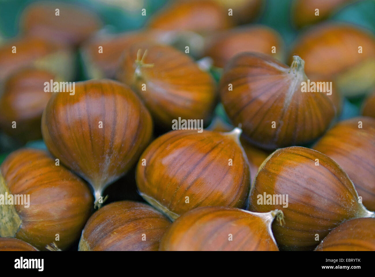 Spanische Kastanie, Edelkastanie (Castanea Sativa 'Lyon', Castanea Sativa Lyon), gesammelten Kastanien Sorte Lyon Stockfoto