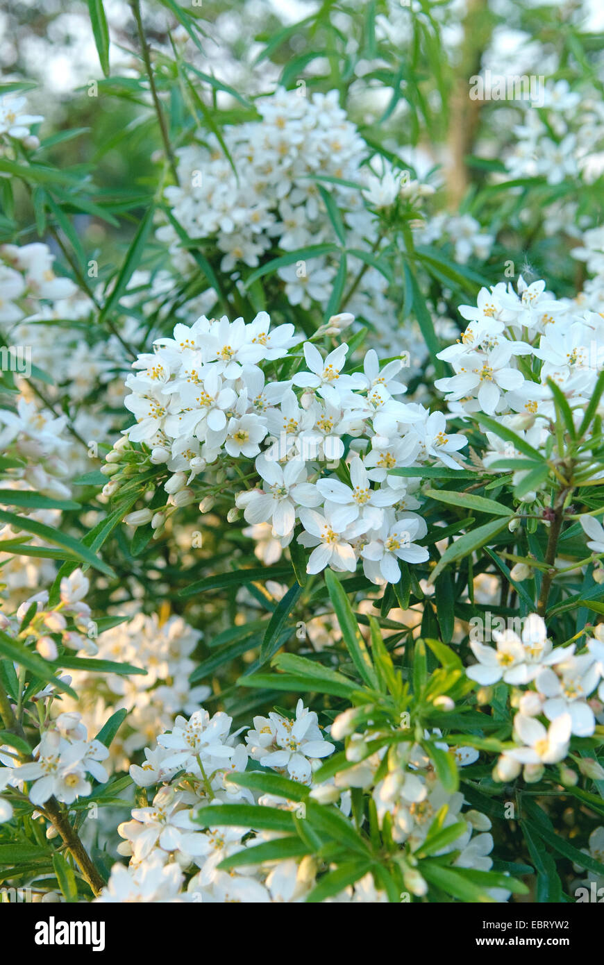 Mexikanische Orangenblüten (Choisya Ternata 'Actec Perle', Choisya Ternata Actec Pearl), Sorte Actec Pearl, blühen Stockfoto