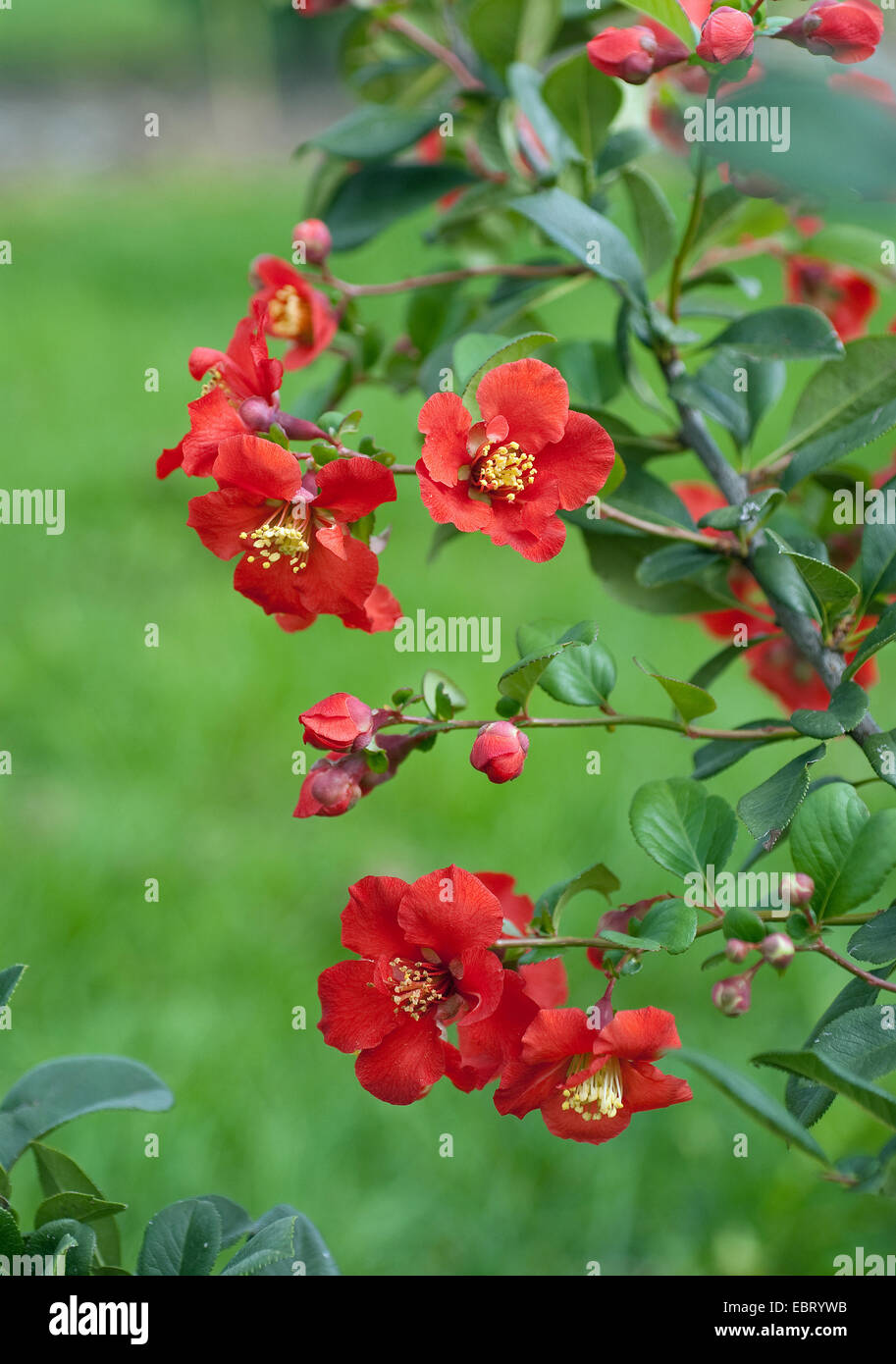 Chinesische Quitte (Chaenomelis Superba 'Hollandia', Chaenomelis Superba Hollandia), Hollandia, blühende Sorte Stockfoto