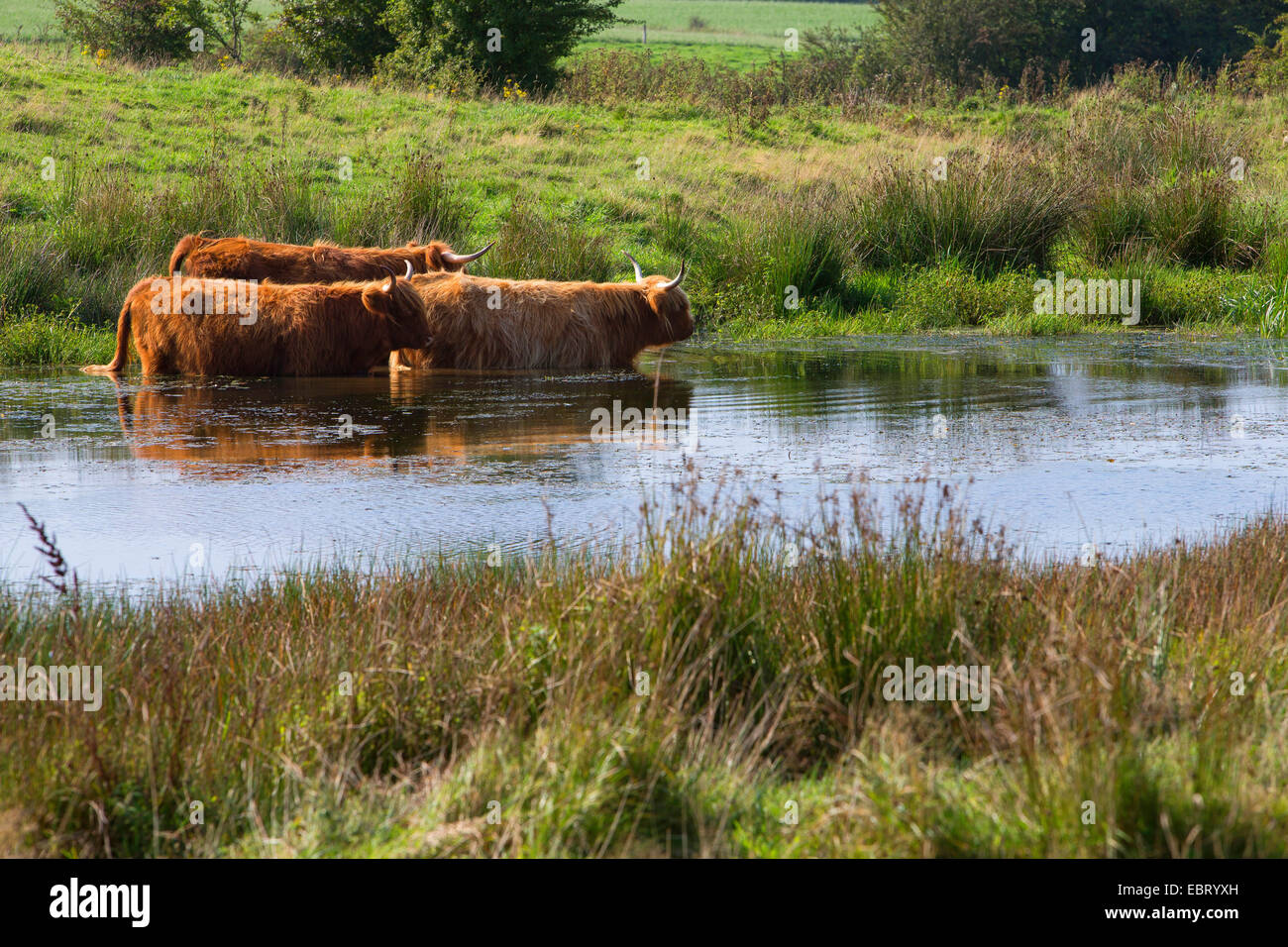 Schottische Hochlandrinder (Bos Primigenius F. Taurus), Herde stehen in einem Teich, Deutschland, Schleswig-Holstein Stockfoto