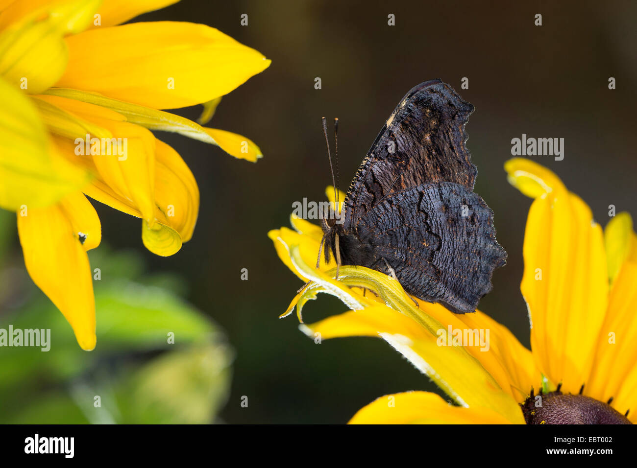 Pfau Motte, Pfau (Inachis Io, Nymphalis Io), auf eine gelbe Blüte, Deutschland Stockfoto