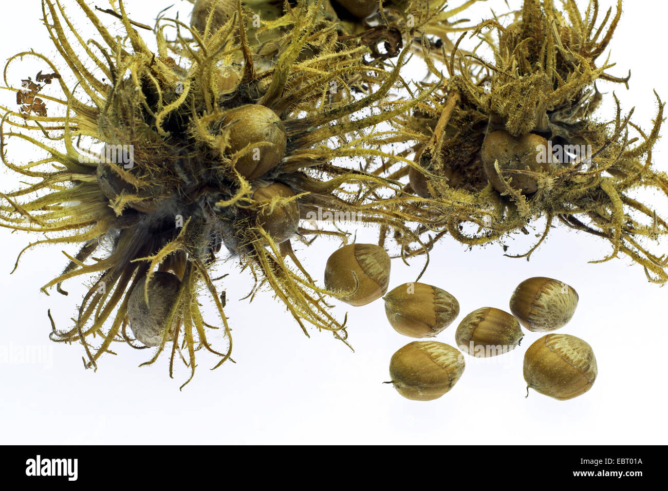 türkische Hasel (Corylus Colurna), Reife Früchte in der Schale Stockfoto