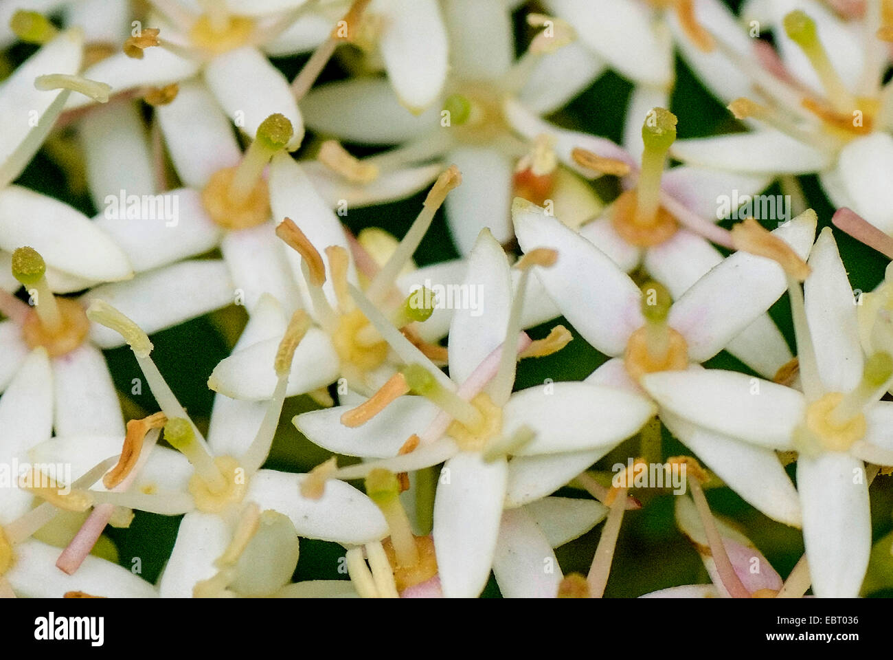 Hartriegel, Dogberry (Cornus sanguineaund), Blumen, Oberbayern, Oberbayern, Bayern, Deutschland Stockfoto