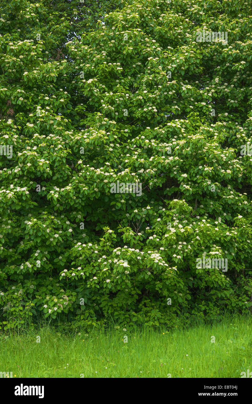 Hartriegel, Dogberry (Cornus sanguineaund), blühenden Strauch, Oberbayern, Oberbayern, Bayern, Deutschland Stockfoto