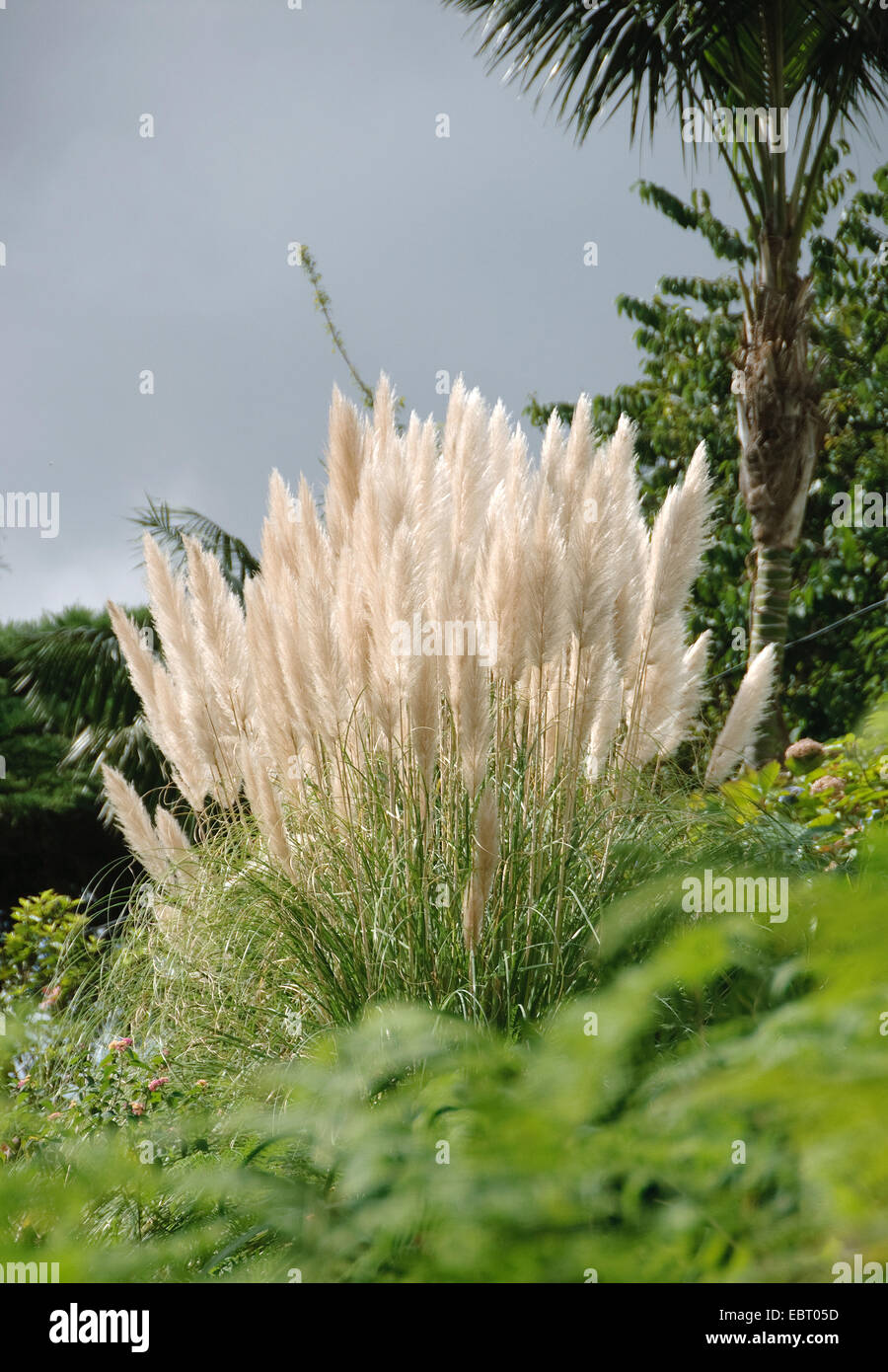 weißes Pampasgras (Cortaderia Selloana), blühen Stockfoto