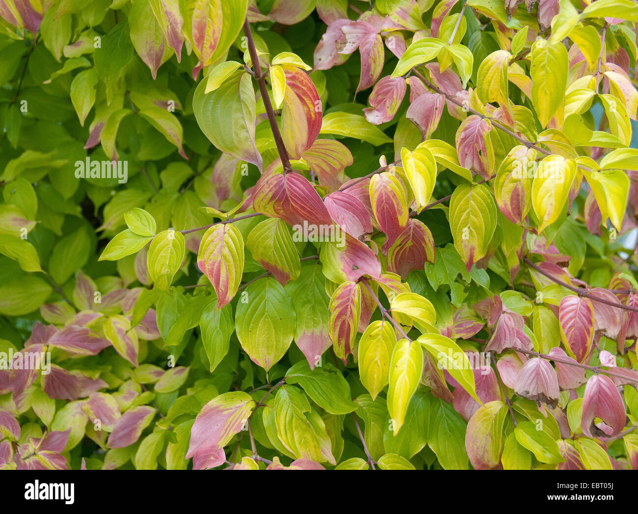 cornus mas wood cornus mas wood
