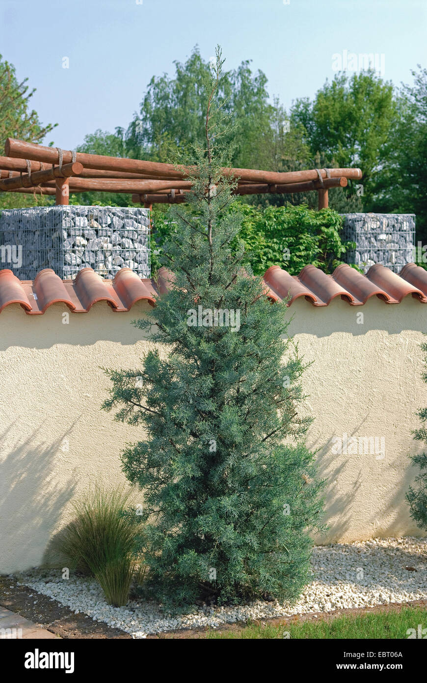Arizona-Zypresse (Cupressus Arizonica 'Fastigiata', Cupressus Arizonica Fastigiata), Sorte Fastigiata Stockfoto