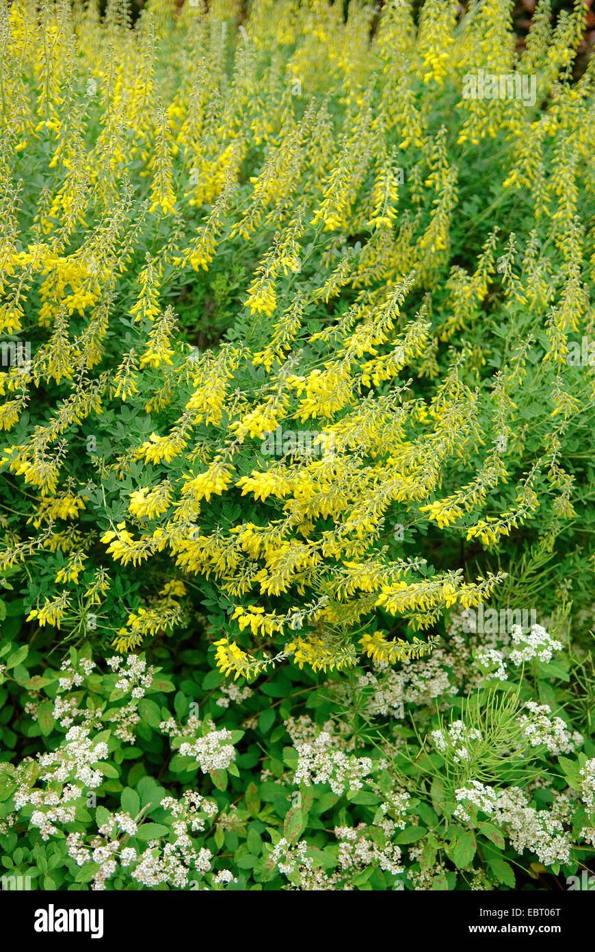 Cytisus Nigricans (Cytisus Nigricans 'Cyni', Cytisus Nigricans Cyni