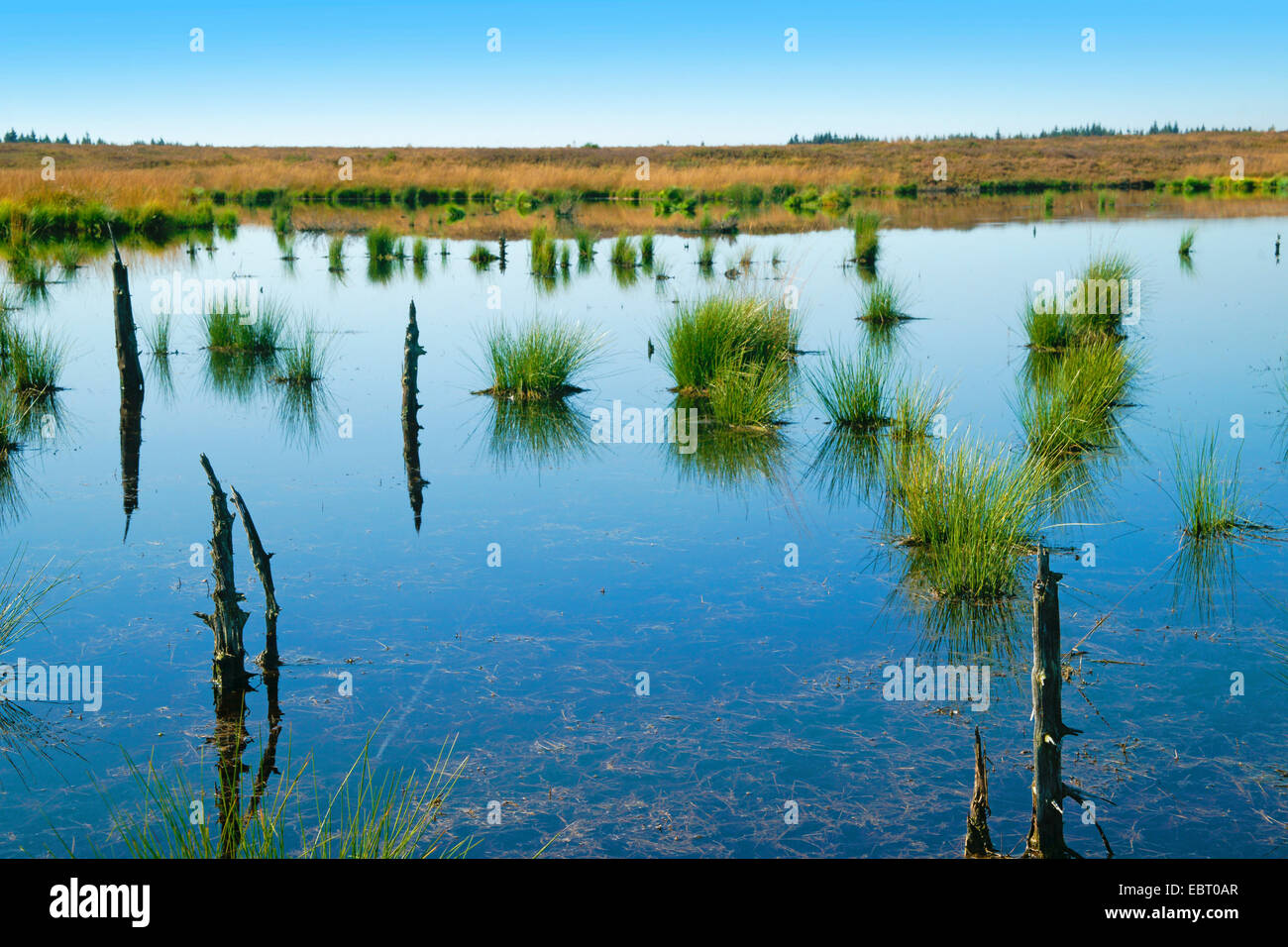 Steinley Fen mit Moor-Teich, Belgien, hohe Venn Muetzenich Stockfoto