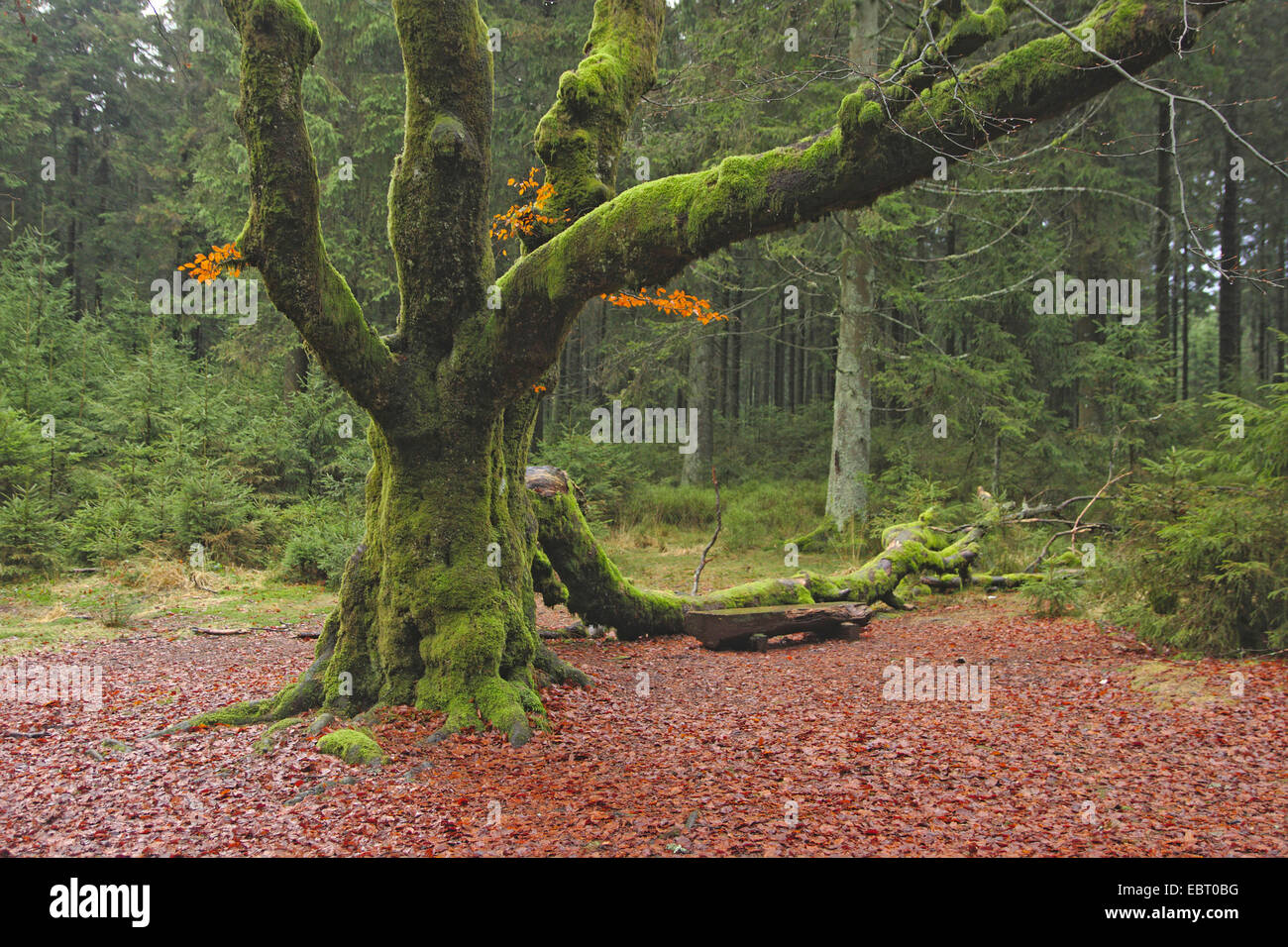 Mosscovered alte Buche, Belgien, Ardennen, Hohen Venn Stockfoto
