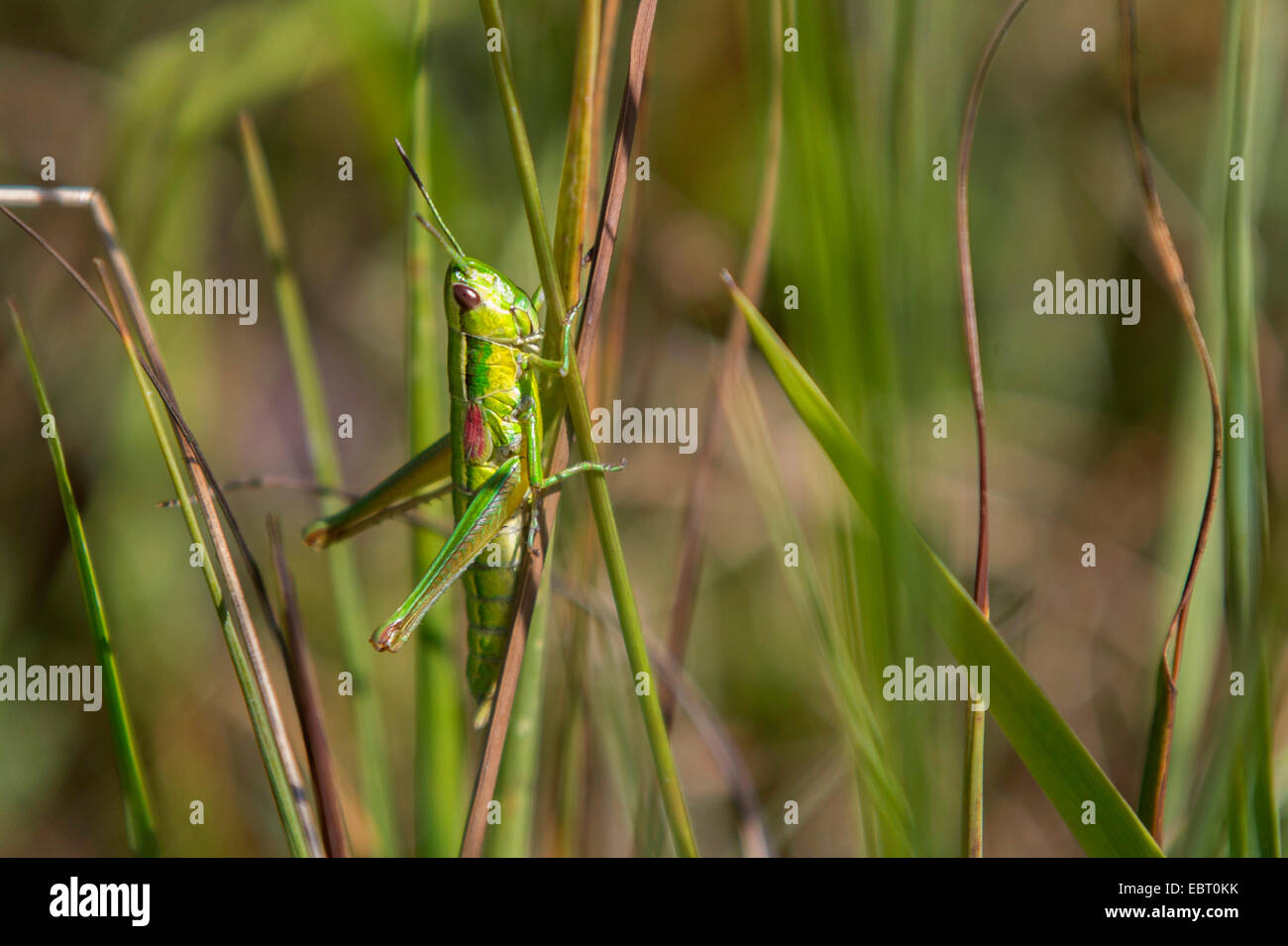 kleine goldene Heuschrecke (Chrysochraon Brachypterus, Euthystira Brachyptera), weiblich an einem Stiel, Deutschland, Bayern, Viehlassmoos Stockfoto