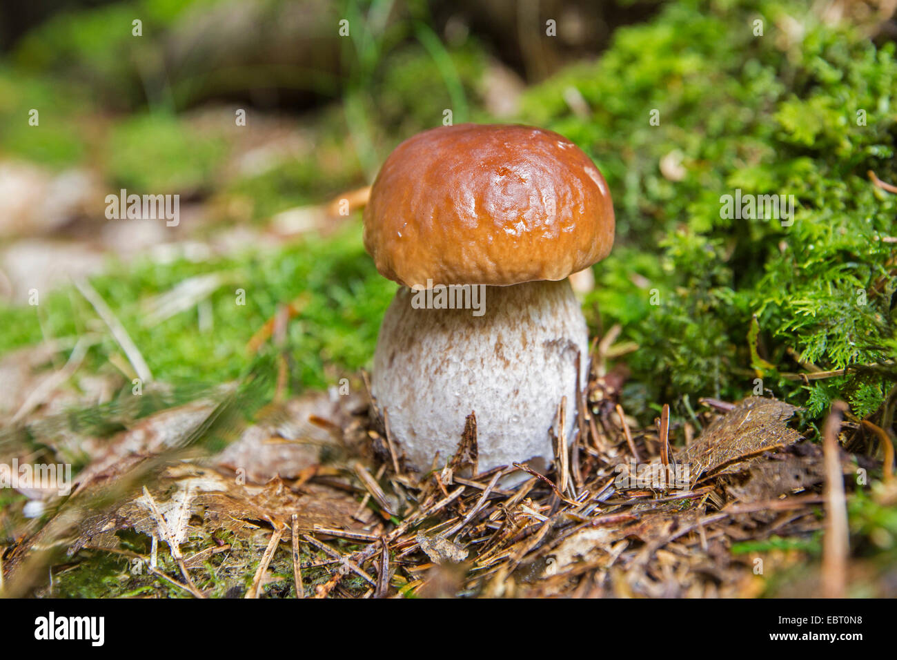 Penny Bun, Cep (Boletus Edulis), in einem Fichtenwald, Deutschland, Bayern Stockfoto