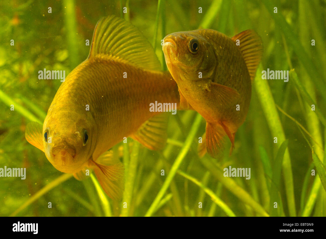 Karausche (Carassius Carassius), zwei Rivalen, Deutschland
