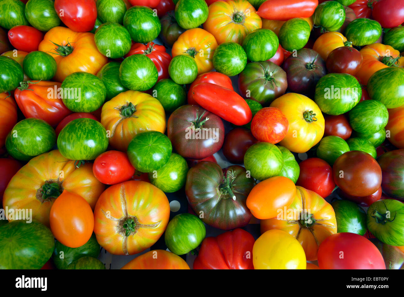 Garten-Tomaten (Solanum Lycopersicum, Lycopersicon Esculentum), Tomaten auf dem Markt der schönen Stadt, Nizza, Frankreich, Alpes-Maritimes Stockfoto