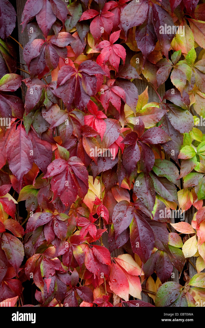 Wildem Wein, Woodbine Beere (Parthenocissus Quinquefolia var. Engelmannii), Blätter im Herbst Stockfoto