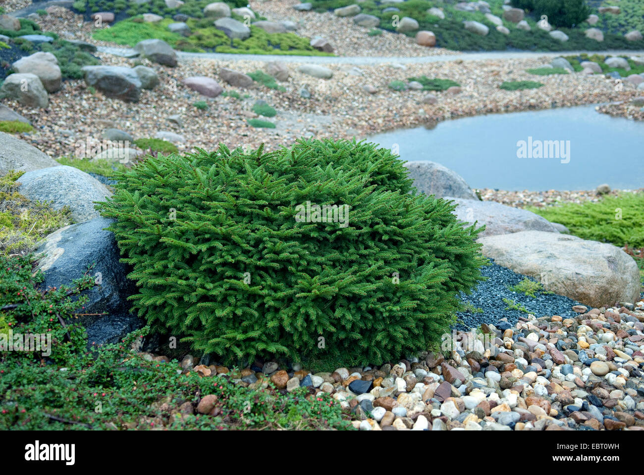 Norwegen Fichte (Picea Abies 'Nidiformis', Picea Abies Nidiformis), Sorte Nidiformis Stockfoto