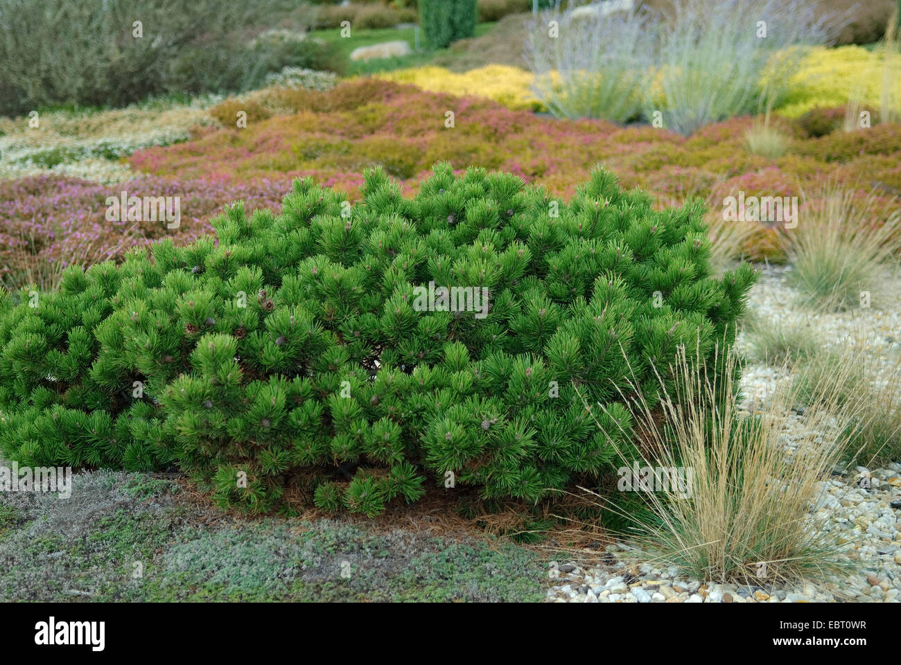 Latschenkiefer, Mugo Pine (Pinus Mugo 'Hessen', Pinus Mugo Hessen), Sorte Hessen Stockfoto