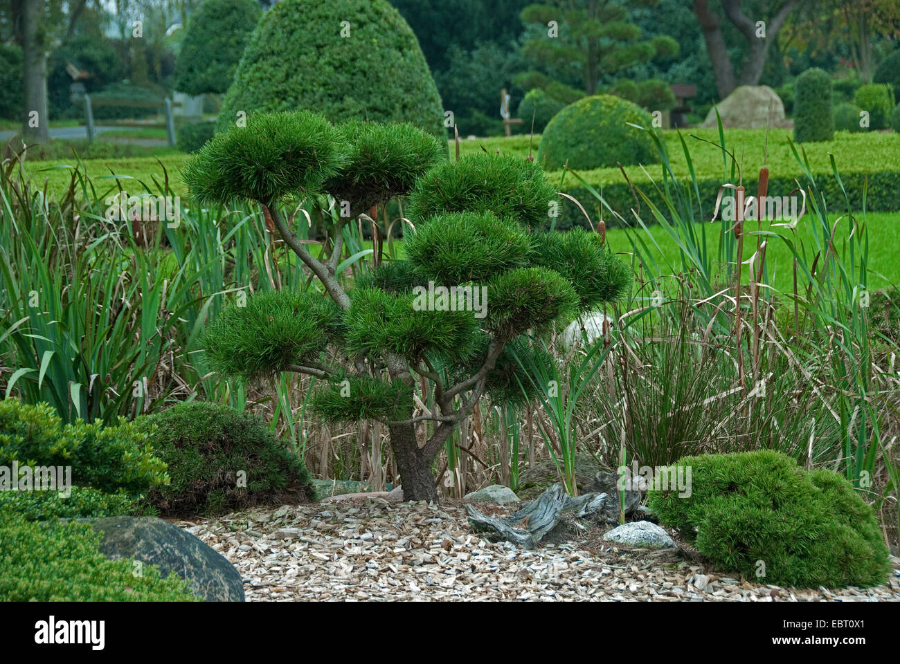 Latschenkiefer, Mugo Pine (Pinus Mugo Subspecies Mugo), Formschnitt Stockfoto