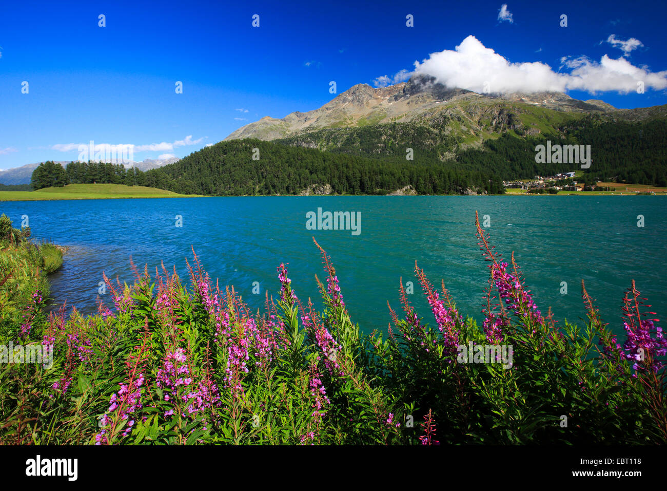 Weidenröschen, blühen Rosebay Weide-Kraut, große Weide-Kraut (Epilobium Angustifolium, Chamerion Angustifolium), Sally, Lej da Champf R, Lej Suot, Piz Surlej, Schweiz, Graubünden, Engadin Stockfoto Weidenröschen, blühen Rosebay Weide-Kraut, große Weide-Kraut (Epilobium Angustifolium, Chamerion Angustifolium), Sally, Lej da Champf R, Lej Suot, Piz Surlej, Schweiz, Graubünden, Engadin Stockfoto