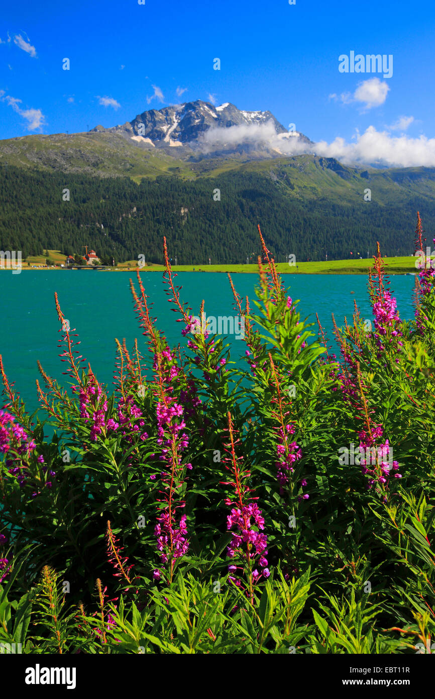 Weidenröschen, blühen Rosebay Weide-Kraut, große Weide-Kraut (Epilobium Angustifolium, Chamerion Angustifolium), Sally, Lej da Champf R, Lej Suot, Piz Surlej, Schweiz, Graubünden, Engadin Stockfoto Weidenröschen, blühen Rosebay Weide-Kraut, große Weide-Kraut (Epilobium Angustifolium, Chamerion Angustifolium), Sally, Lej da Champf R, Lej Suot, Piz Surlej, Schweiz, Graubünden, Engadin Stockfoto
