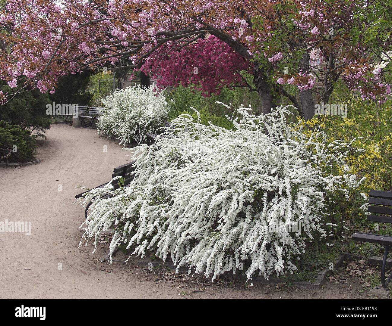 Spiraea Cinerea (Spiraea Cinerea 'Grefsheim', Spiraea Cinerea Grefsheim), Grefsheim, blühende Sorte Stockfoto