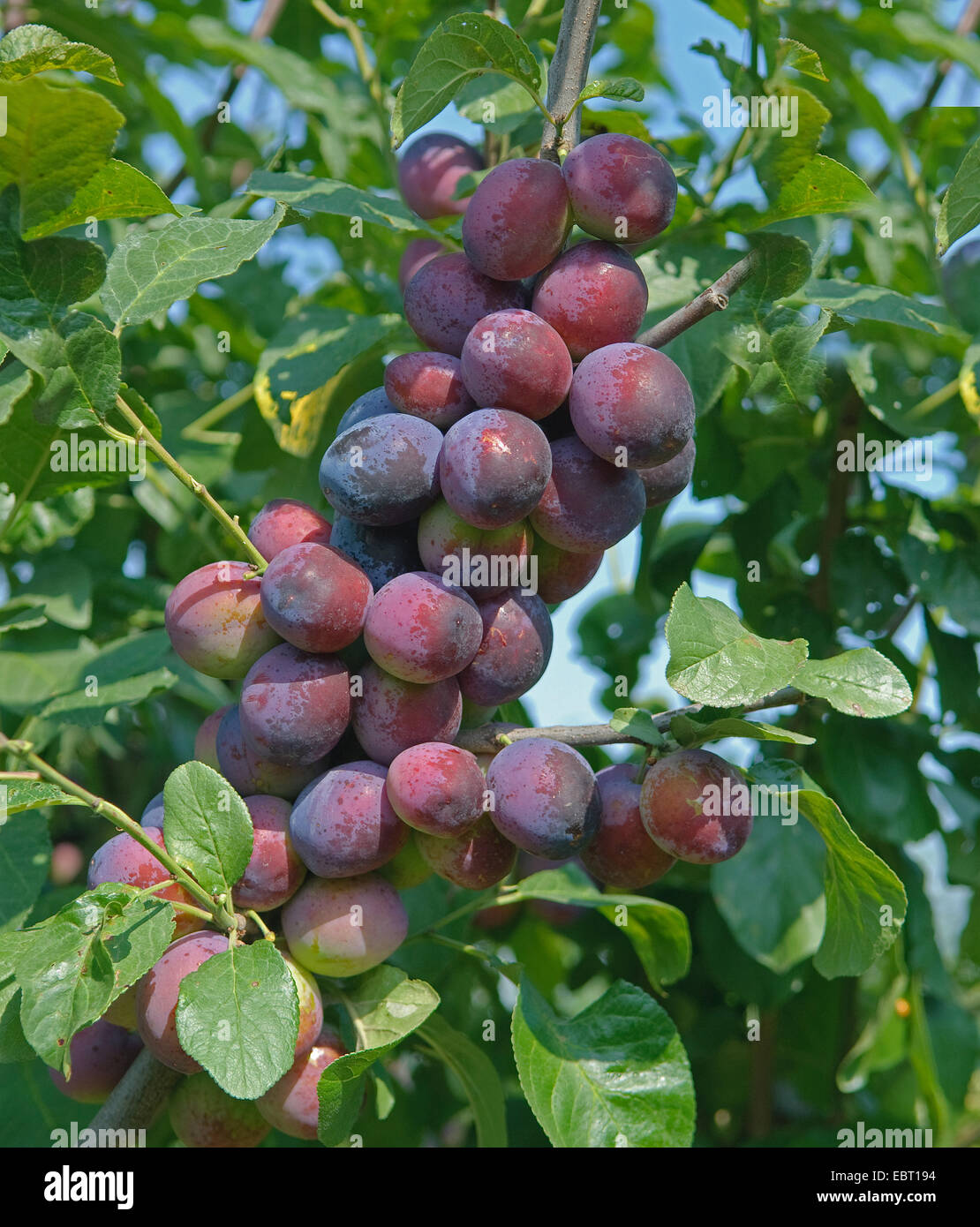 Pflaume (Prunus Domestica 'The Czar', Prunus Domestica The Czar), Culivar der Zar, Pflaumen am Baum Stockfoto