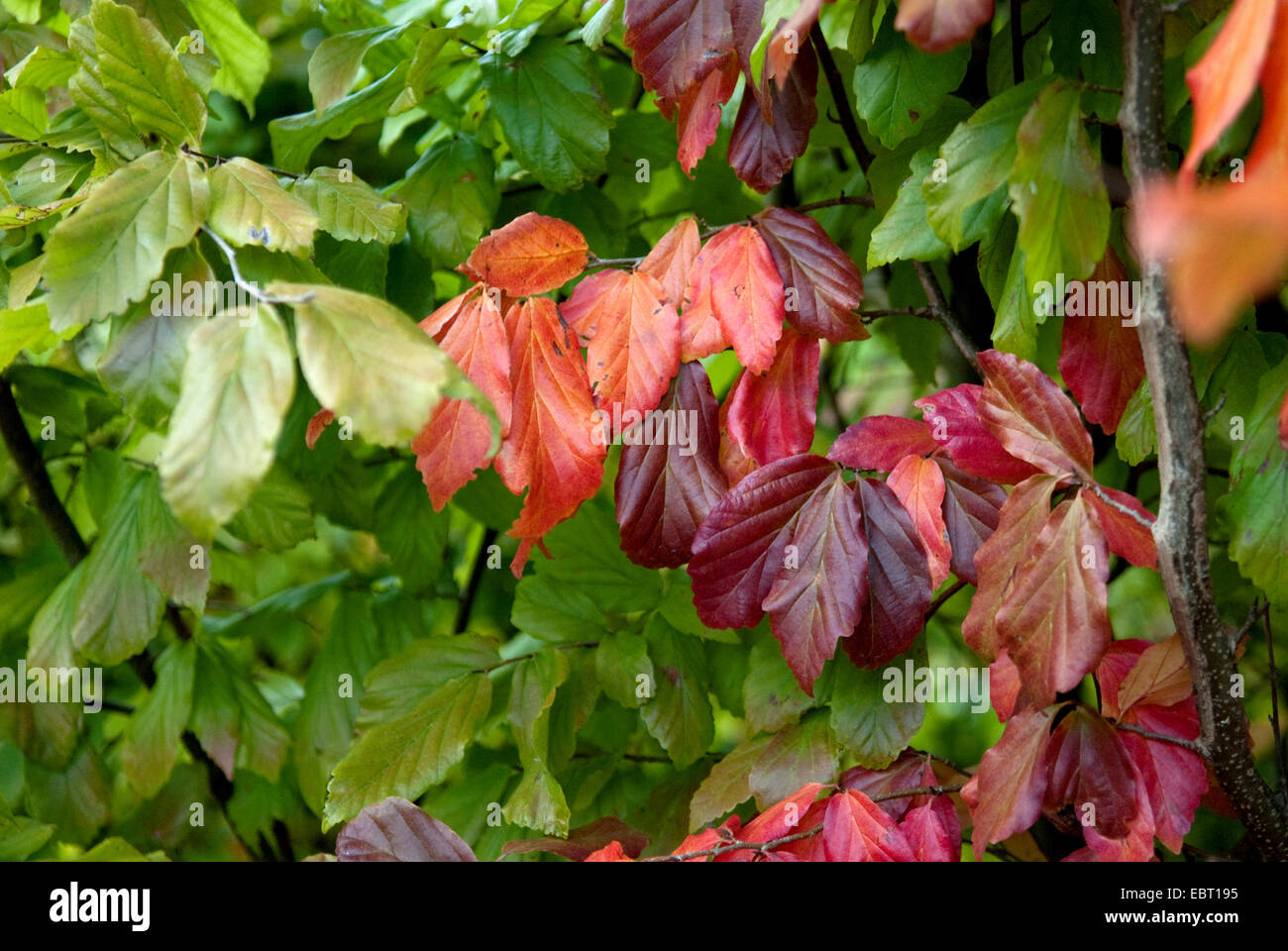 Eisenholz, Parrotia (Parrotia Persica), Zweig mit Herbstlaub Stockfoto