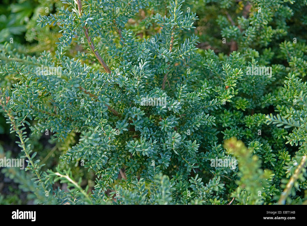 Blauer Edelstein Alpine Pflaume Eibe (Podocarpus Alpinus 'Blue Gem', Podocarpus Alpinus blauen Edelstein), blauen Edelstein Sorte Stockfoto