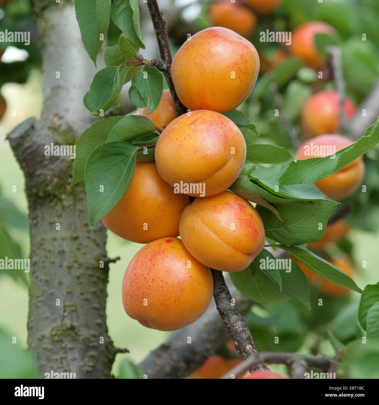 Aprikosenbaum (Prunus Armeniaca "Harlayne', Prunus Armeniaca Harlayne), Sorte Harlayne, Aprikosen auf einem Baum Stockfoto