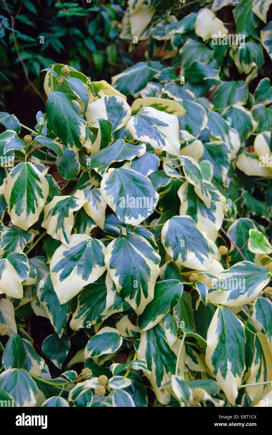 Persian Ivy, Kolchis Efeu (Hedera Colchica "Dentata Variegata", Hedera Colchica Dentata Variegata), Sorte Dentata Variegata Stockfoto