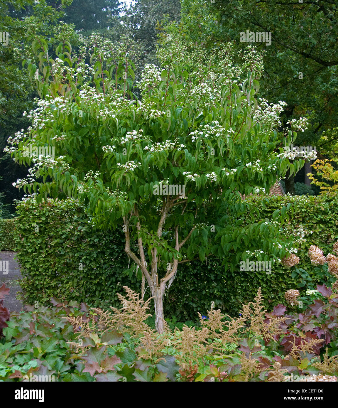 Sieben Söhne Pflanze (Heptacodium Miconioides), blühen Stockfoto