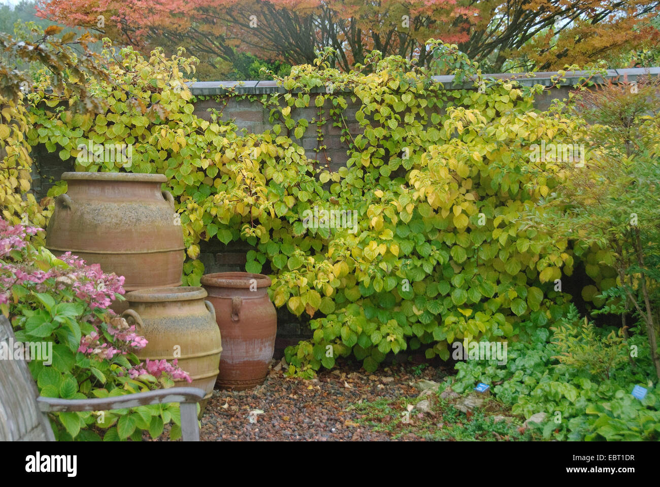 Hortensie (Kletter Hortensie, Hydrangea Anomala Subspecies Kletter), Klettern, im Herbst Stockfoto