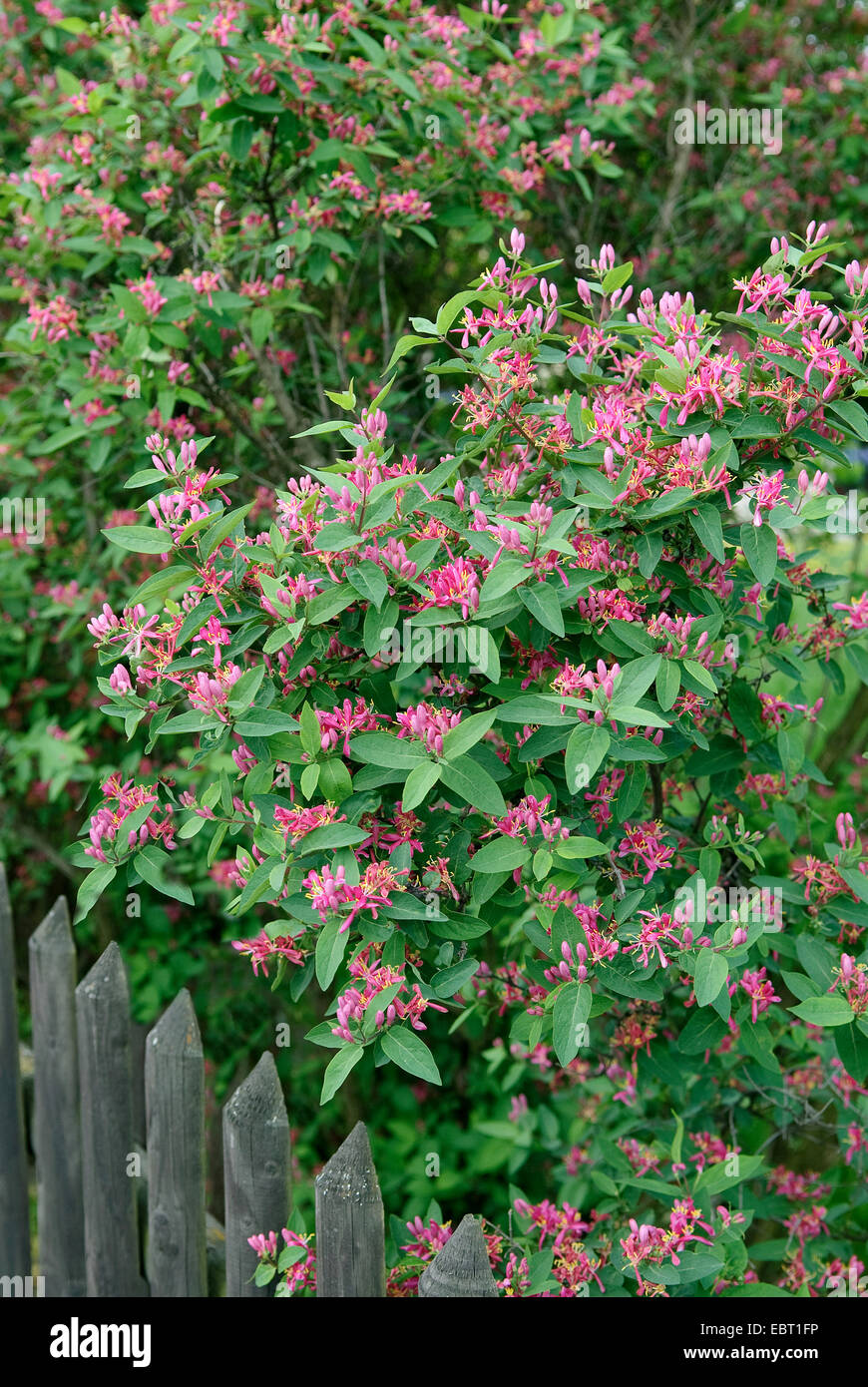 gomphrena plant Button Flower 'Mandarin Orange' main image 1