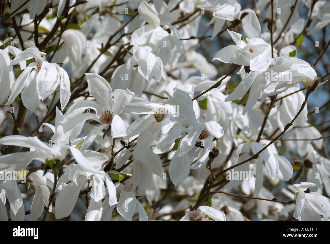Magnolie (Magnolia 'Wada Speicher", Magnolia Wada), Sorte Wada Memory, Blumen Stockfoto