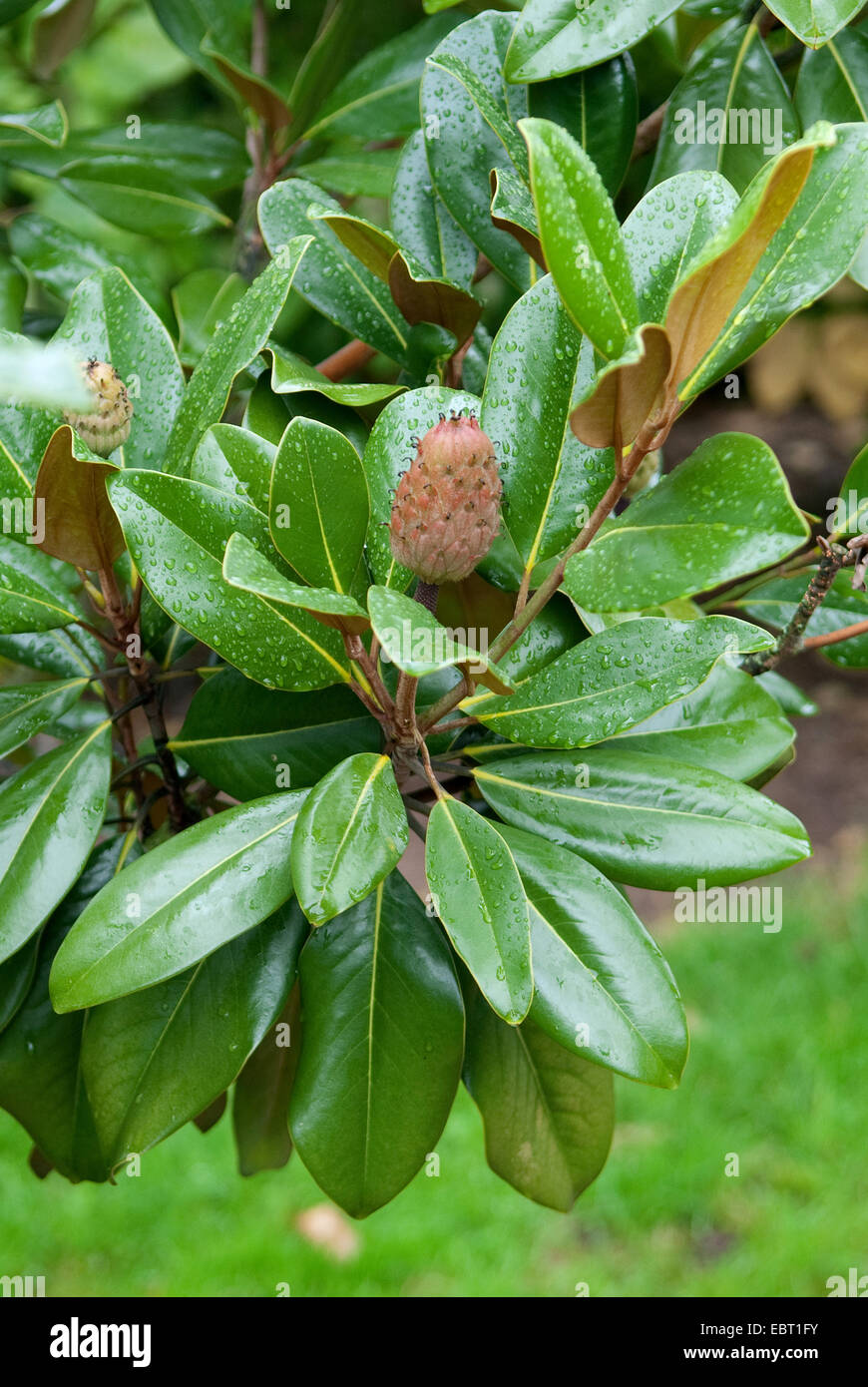 Immergrüne Magnolie, Ray Bull, Immergrüne Magnolie (Magnolia Grandiflora Galissonni re, Magnolia Grandiflora 'Galissonni re'), Galissonni re, Sorte mit Früchten Stockfoto