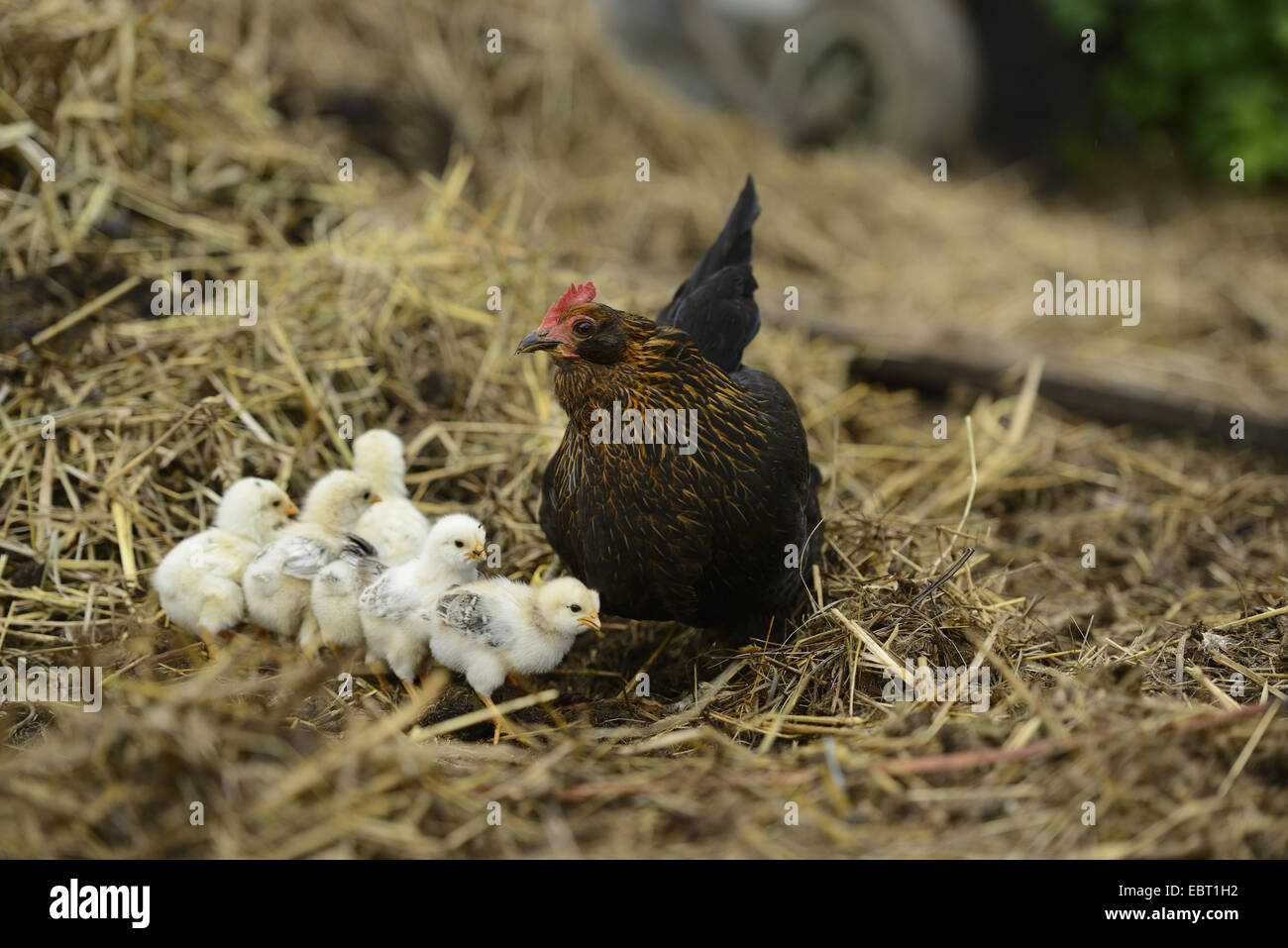 Hausgeflügel (Gallus Gallus F. Domestica), gackernde Henne mit Küken auf Misthaufen, Deutschland Stockfoto