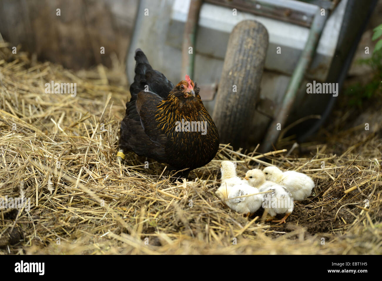 Hausgeflügel (Gallus Gallus F. Domestica), gackernde Henne mit Küken auf Misthaufen, Deutschland Stockfoto