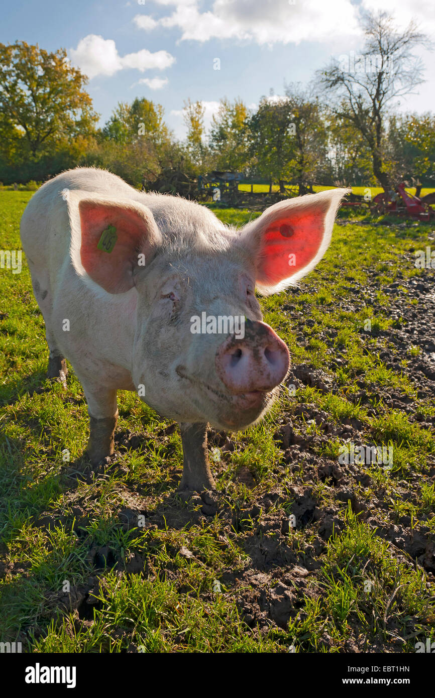 Hausschwein (Sus Scrofa F. Domestica), auf einer Wiese, Deutschland, Nordrhein-Westfalen Stockfoto
