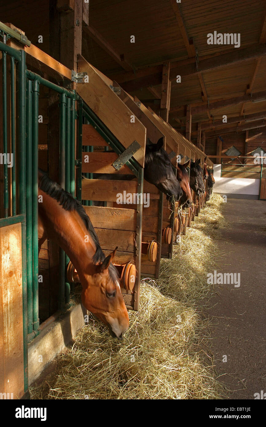 Pferde stehen in einem Pferdestall und Fütterung von Heu, Deutschland Stockfoto